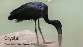  Presentation with wildlife - Presentation theme having ivory coast - african openbill anastomus lamelligerus wildlife background and a  colored foreground