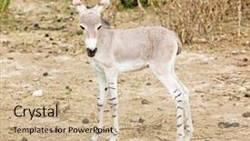  Presentation with nature meadow baby and child - Colorful PPT theme enhanced with baby in nature backdrop and a soft green colored foreground