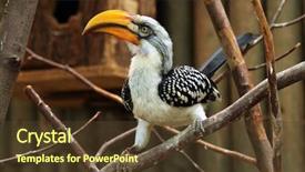  Presentation with easter bunny yellow spring flower - Amazing PPT theme having sudan africa - eastern yellow-billed hornbill tockus flavirostris backdrop and a tawny brown colored foreground