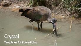  Presentation with wildlife - PPT layouts enhanced with hadada ibis bostrychia hagedash also background and a gray colored foreground