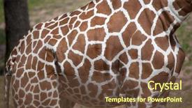  Presentation with citrus reticulata - Amazing PPT layouts having reticulated giraffe giraffa camelopardalis reticulata backdrop and a tawny brown colored foreground