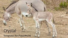  Presentation with mother baby - PPT theme enhanced with somalia - somali wild ass baby background and a coral colored foreground