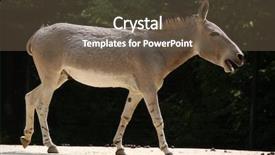  Presentation with nude women ass - Amazing slide set having somali wild ass equus africanus backdrop and a tawny brown colored foreground