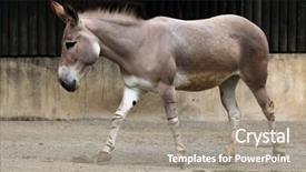  Presentation with wildlife - Presentation design consisting of somali wild ass equus africanus background and a gray colored foreground