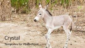  Presentation with underwater wild nature sea life - Cool new presentation theme with somalia - somali wild ass in nature backdrop and a lemonade colored foreground
