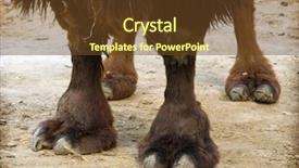  Presentation with camel - Presentation theme enhanced with traditional mode - wide foot of a somali background and a  colored foreground