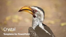  Presentation with kruger - Slides with  background and a  colored foreground