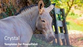 Presentation with somalian war - Beautiful PPT layouts featuring somalian ass with grey hair backdrop and a light blue colored foreground