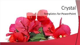  Presentation with bougainvillea - Colorful slide deck enhanced with some bougainvillea flowers backdrop and a white colored foreground
