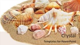  Presentation with sea shells - PPT theme with some different sea shells on the sand background and a coral colored foreground