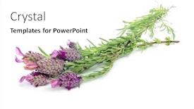  Presentation with lavender flowers - Slides with some flowers of lavandula stoechas spanish lavender on a white background background and a white colored foreground