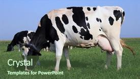  Presentation with grazing - PPT layouts enhanced with some holstein cows grazing background and a tawny brown colored foreground