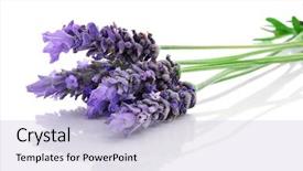  Presentation with lavender flowers - Presentation design with some lavender flowers background and a light blue colored foreground