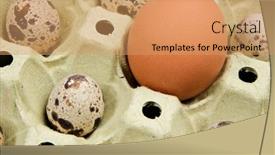  Presentation with quail - Theme featuring different size animals - some little quail egg background and a coral colored foreground