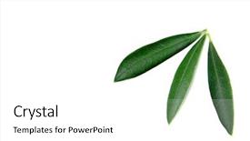  Presentation with olive tree - Audience pleasing presentation theme consisting of some olive tree leaves isolated backdrop and a white colored foreground