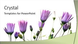  Presentation with purple - Colorful PPT theme enhanced with some-purple-wildflowers-isolated backdrop and a white colored foreground