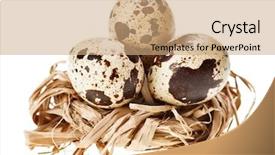  Presentation with quail - Beautiful PPT theme featuring some quail eggs backdrop and a coral colored foreground
