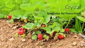  Presentation with orchard - Presentation consisting of some-ripe-strawberries background and a yellow colored foreground