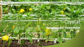  Presentation with pepper - Presentation theme with some-ripening-sweet-pepper background and a tawny brown colored foreground