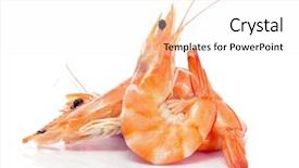  Presentation with shrimp - PPT layouts with some shrimps on a white background and a sky blue colored foreground
