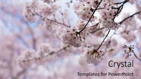  Presentation with cherry blossom - Cool new slides with someiyoshino cherry blossom in early spring pastel pink and soft sky blue background shallow depth of field focus on foreground backdrop and a light gray colored foreground