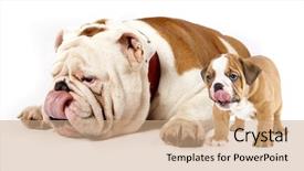 Presentation with english bulldog - Colorful slides enhanced with son dogs - english bulldog backdrop and a coral colored foreground