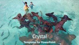  Presentation with sharks - Amazing slide set having son swimming with nurse shark backdrop and a ocean colored foreground