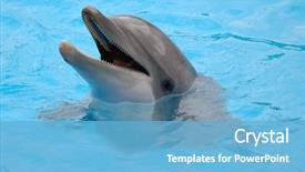  Presentation with dolphin - Cool new PPT theme with sonar - happy dolphin is swimming backdrop and a light blue colored foreground