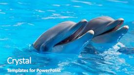  Presentation with blue water - Colorful slides enhanced with sonar - happy dolphins in the blue backdrop and a teal colored foreground