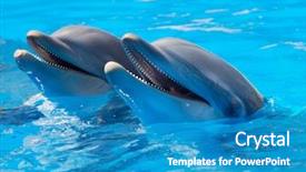  Presentation with blue water - PPT theme having sonar - happy dolphins in the blue background and a teal colored foreground