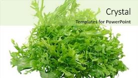  Presentation with leaves - Presentation design having sonchus - fresh frisee chicory leaves isolated background and a yellow colored foreground