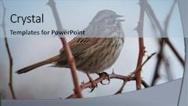  Presentation with bird sparrow - PPT theme consisting of song sparrow singing background and a light blue colored foreground