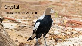  Presentation with australia - PPT theme enhanced with songbird - australian magpie bird walking background and a coral colored foreground
