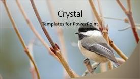  Presentation with branch - Slide set having songbird - black-capped chikadee sitting background and a soft green colored foreground