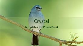  Presentation with natural - Amazing PPT theme having songbird - blue chaffinch fringilla teydea backdrop and a  colored foreground