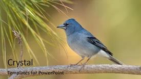  Presentation with renewable energy and natural gas - Colorful slides enhanced with songbird - blue chaffinch fringilla teydea backdrop and a coral colored foreground