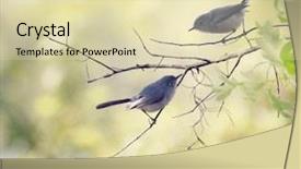  Presentation with gray - Audience pleasing PPT theme consisting of songbird - blue-gray gnatcatchers perching backdrop and a soft green colored foreground