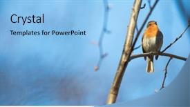  Presentation with small european robin erithacus rubecula - Presentation theme consisting of songbird - european robin erithacus rubecula known background and a light blue colored foreground