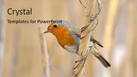  Presentation with small european robin erithacus rubecula - Slides having songbird - european robin erithacus rubecula background and a coral colored foreground