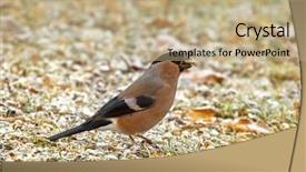 Presentation with black seed - Colorful PPT layouts enhanced with songbird - female eurasian common bullfinch bird backdrop and a coral colored foreground