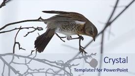  Presentation with forest winter - PPT layouts with songbird - fieldfare on bare branch background and a  colored foreground