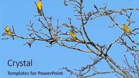  Presentation with green tree - Slide deck featuring songbird - group of colorful green finch background and a light blue colored foreground