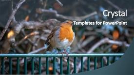  Presentation with single tree - Audience pleasing presentation theme consisting of songbird - single adult robin erithacus rubecula backdrop and a ocean colored foreground