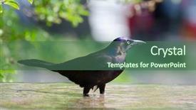  Presentation with bird flu - Slides enhanced with songbird - starling having bird bath background and a ocean colored foreground