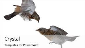  Presentation with birds - Presentation design with songbird - two fieldfare birds isolated background and a white colored foreground
