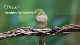  Presentation with stripe - Amazing PPT theme having songbird bird with yellow streaks backdrop and a  colored foreground