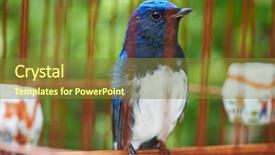  Presentation with prison - Colorful PPT theme enhanced with songbird in cage symbol backdrop and a tawny brown colored foreground