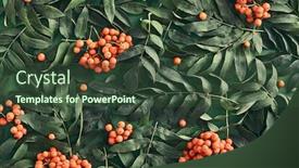  Presentation with green botanical - Presentation enhanced with sorbus-and-leaves-on-dark background and a tawny brown colored foreground