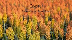  Presentation with indiana - Colorful slide deck enhanced with sorghum crops grown in southern backdrop and a gold colored foreground