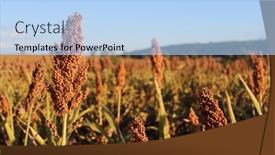  Presentation with sorghum - Presentation theme consisting of sorghum-field-in-evening-sunlight background and a light blue colored foreground